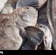 Image result for Atlantic Catfish