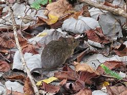 Image result for Amami Spiny Rat