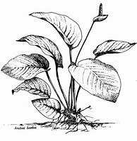 Image result for Plant Drawing