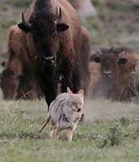 Image result for Coyotes Bison