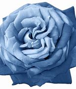 Image result for Blue Rose Flower Field