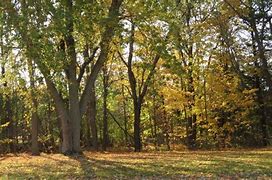 Image result for Sugar Maple Tree Flowers