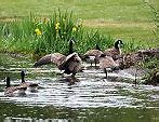 Image result for Aleutian Canada Goose