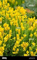 Image result for Genista Sagittalis