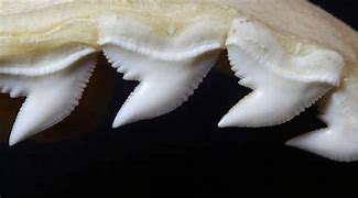 Image result for Tiger Shark Teeth Pic