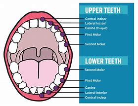 Image result for Adult Mouth Diagram