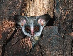 Image result for Bush Baby Pics