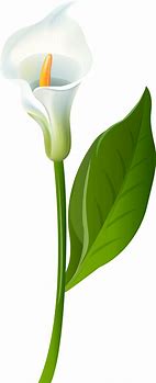 Image result for Calla Lily Flower Clip Art