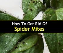 Image result for Kill Plant Mites