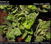 Image result for Kalanchoe