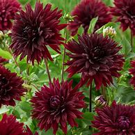 Image result for Van Zyverden Dahlia Bulbs