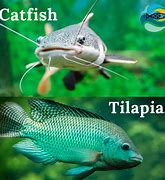 Image result for Flathead vs Channel Catfish