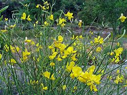 Image result for Spanish Broom