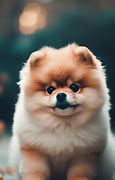 Image result for Most Expensive Dog