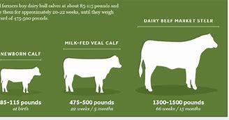 Image result for Cattle Size