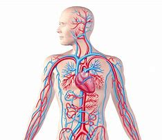 Image result for Circulatory System Blood Flow Diagram