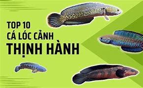 Image result for Cá Lóc Bằng Đồng