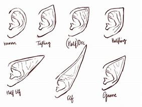 Image result for How to Draw Anime Elf Ears