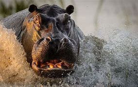 Image result for Monster Hippo