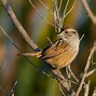 Image result for Swamp Sparrow