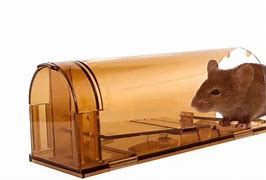 Image result for Vole Anatomy Model