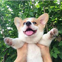 Image result for Adorable Corgi