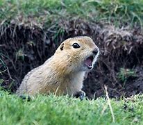 Image result for Tomcat Gopher Traps