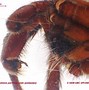 Image result for Antrodiaetidae