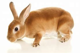 Image result for Siamese Rex Rabbit