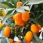 Image result for Kumquat Fruit Tree Fertilizer