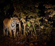 Image result for Night Safari Amboseli