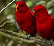 Image result for Burung Nuri Merah