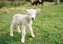 Image result for Cute Lamb Face