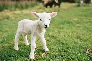 Image result for Baby Lamb Doodle