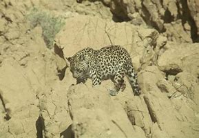 Image result for Sinai Leopard