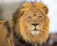 Image result for Pictures of African Male Lions