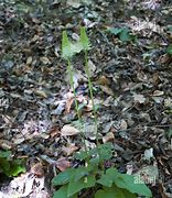 Image result for Spiked Rampion