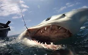 Image result for Shark-Fishing