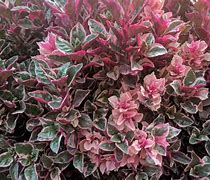 Image result for Plant Evergreen Shrubs