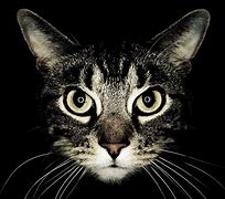 Image result for Cat Face 34 View