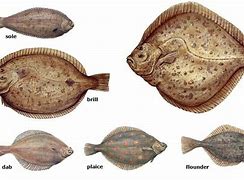 Image result for Flatfish Species