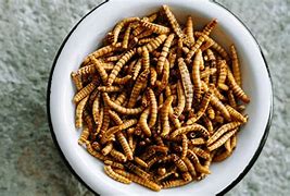 Image result for Cooked Worms