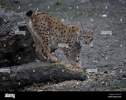 Image result for Lynx Ukraine