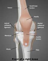 Image result for Knee Bones and Joints