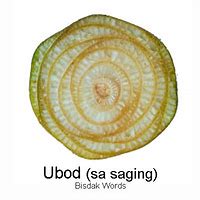 Image result for Ubod SA Lubi