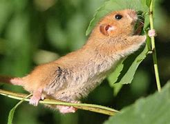 Image result for Chicken Dormouse