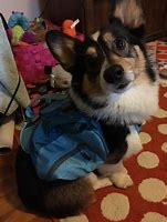 Image result for Corgi Mini Backpack