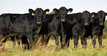 Image result for Aberdeen Angus Cow Goofy