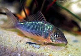 Image result for Popular Freshwater Fish W Whiskers