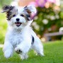 Image result for Cute Havanese Puppies